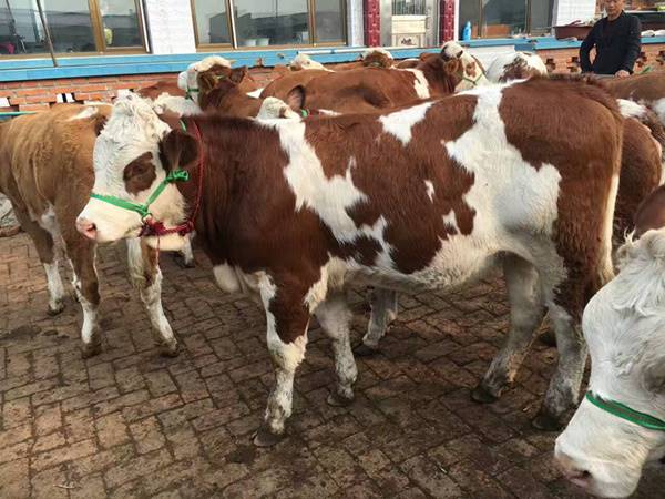 黑龍江省牛交易市場400斤西門塔爾牛犢價格