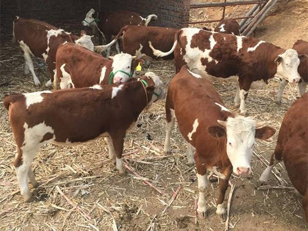 西門塔爾牛養殖場500斤西門塔爾牛犢價格