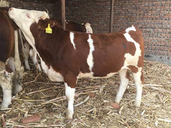 吉林省西門塔爾牛養殖場300斤牛犢價格表