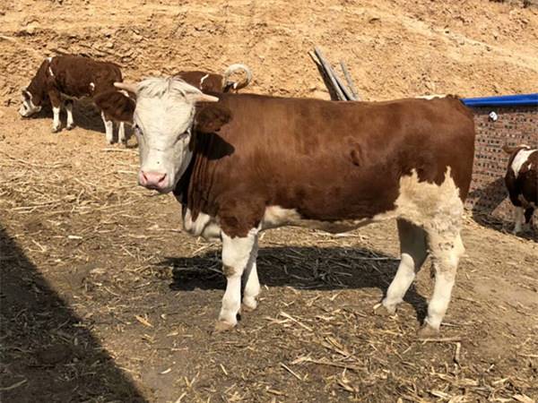 黑龍江省西門塔爾牛養殖場西門塔爾母牛價格