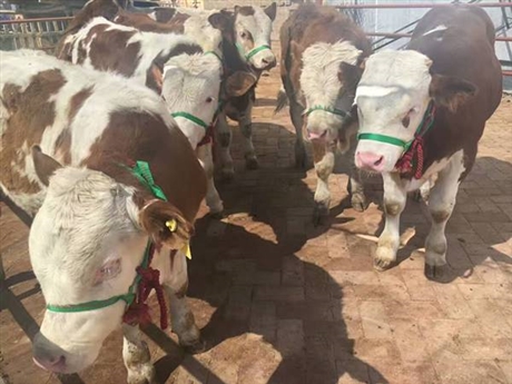 云南省的牛批發市場在哪里