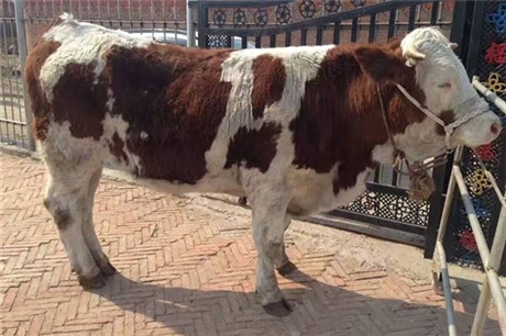 山東省大型肉牛養殖場300斤牛犢價格表
