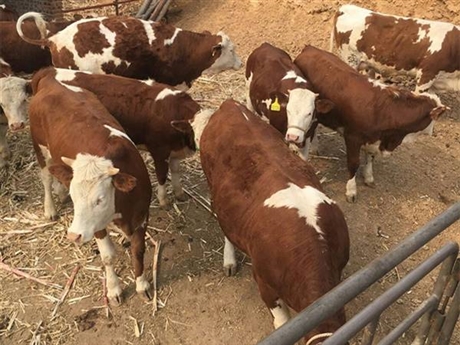 內蒙古西門塔爾牛市場肉牛犢出售