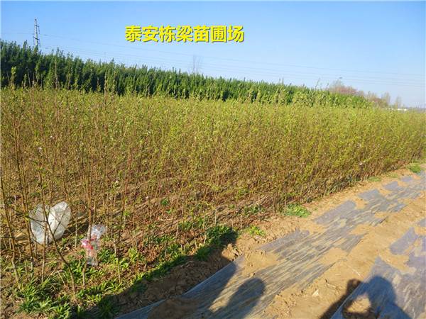 早熟桃树苗哪里有 早熟桃树苗规格全
