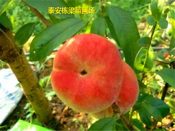红花岗区风味太后桃树苗批发 中熟北京14号桃苗货源充足