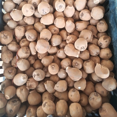  云南文山魔芋种子销售 花魔芋种子批发