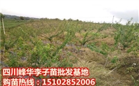 贵州李子苗批发基地,安顺蜂糖李树苗价格