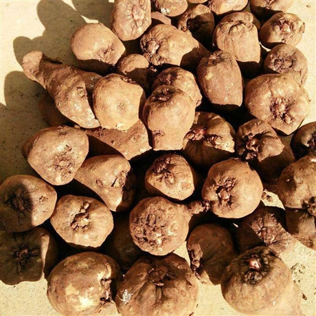 魔芋种子供应商安全可靠 魔芋种子批发出售