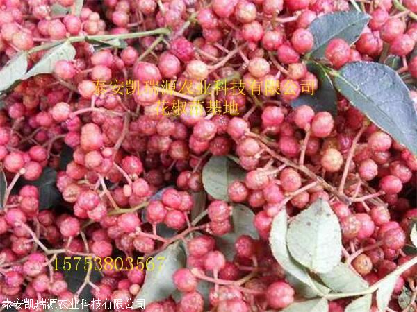 新品种无刺花椒苗供应价格大红袍花椒苗基地价格批发