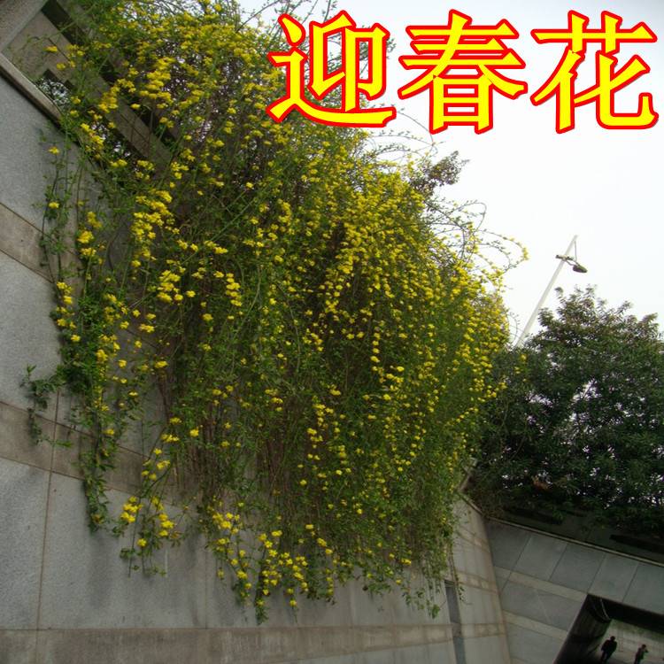 周至迎春繁育基地西安迎春花价格迎春花苗种植技术