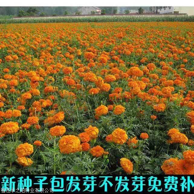 新疆目前彩色油菜花种子多少钱一斤