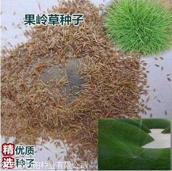 结缕草种子供应发布多少钱一斤