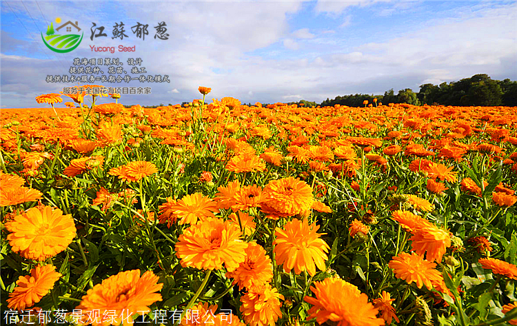 晋中市秋季花海工程项目.优质企业