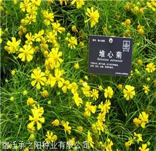 天津的松果菊种子现在什么价格