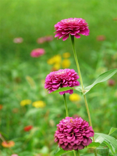 红花[桔梗目菊科植物]是什么植物 红花[桔梗目菊科植物]有什么用 红花