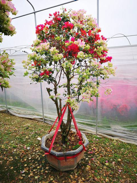 一树多花,高150-180CM,冠80-120CM,多色系,艳丽型