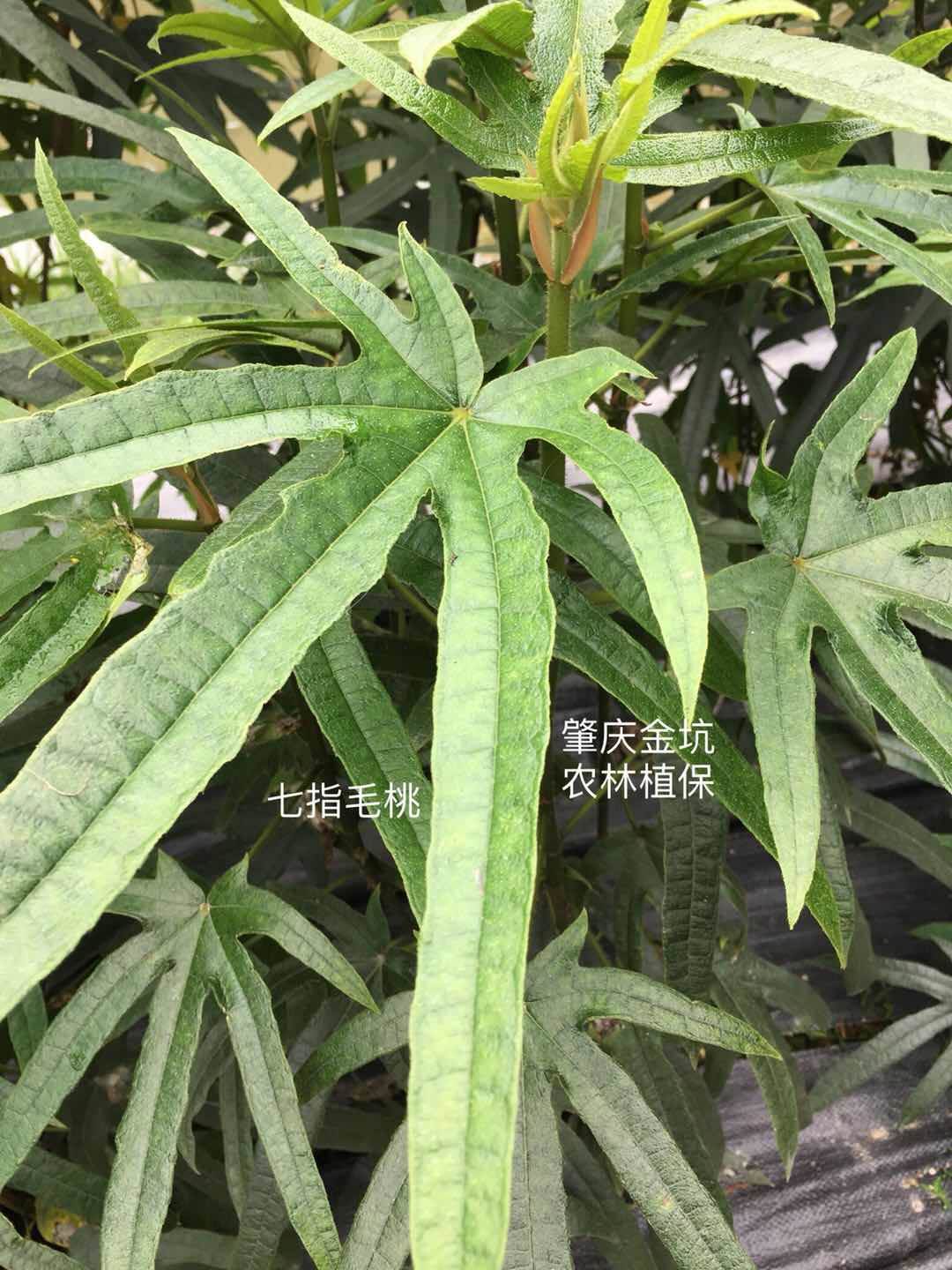 五指毛桃的功效与作用