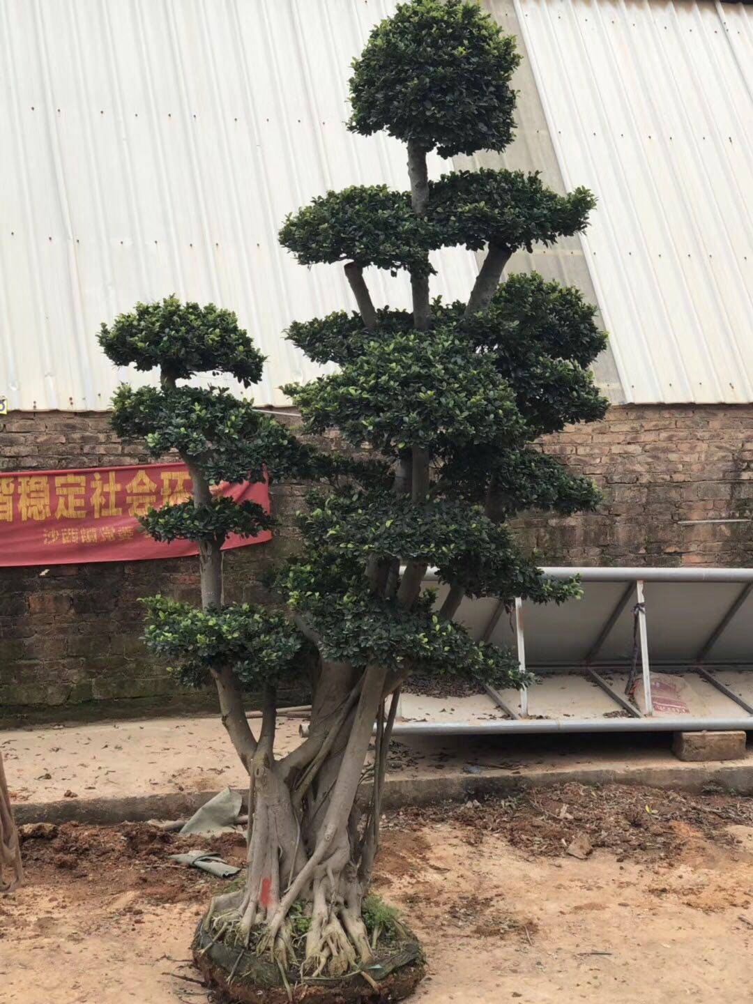 福建造型榕树桩头 批发四川千赢国际qy88vip榕桩桩景 景观榕树桩头