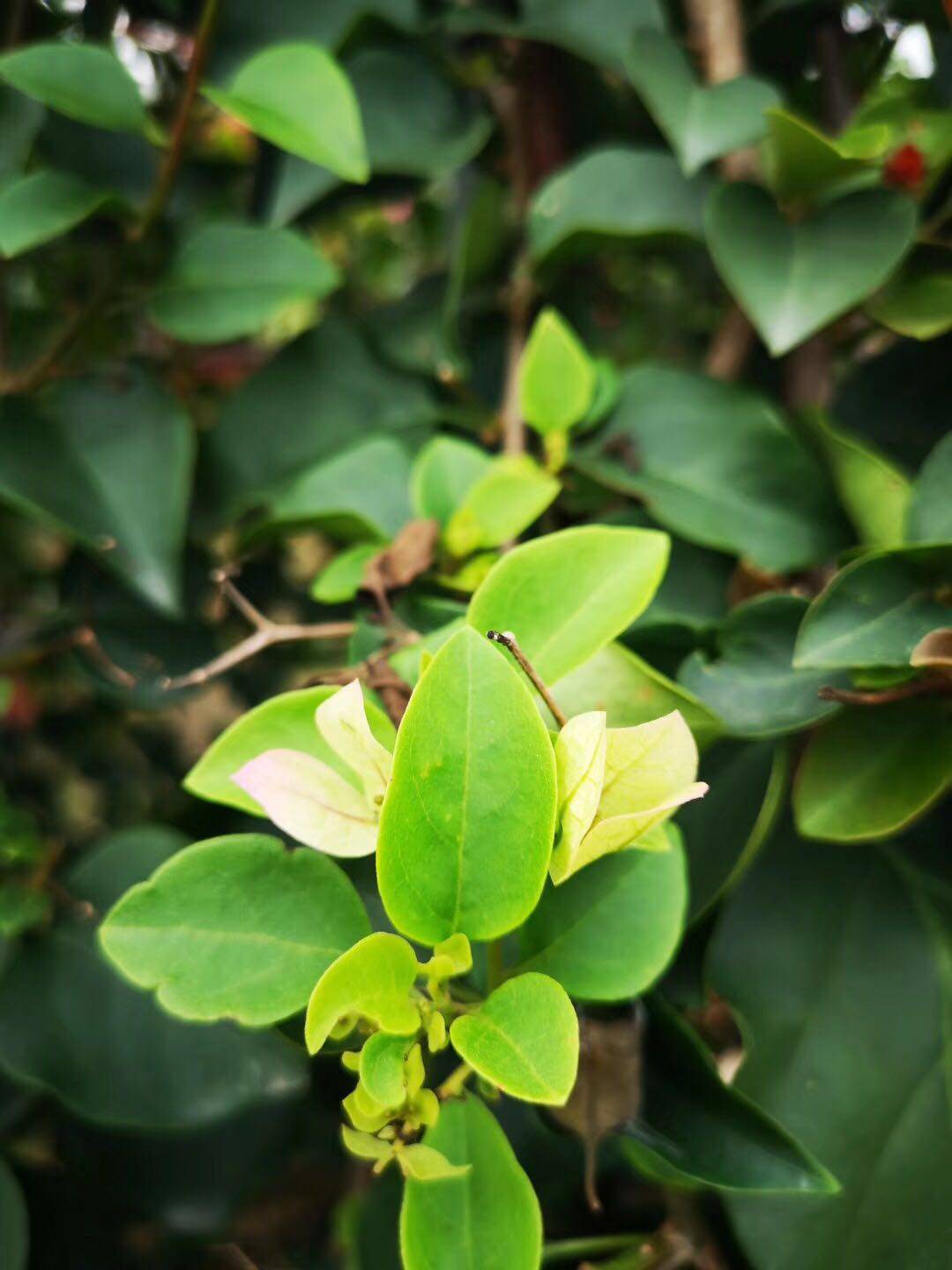 多色花球带花苞水泥盘 三角梅 1.2mX1.2m