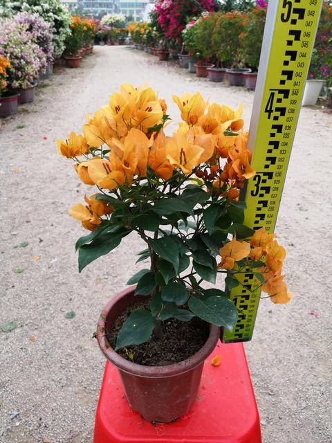 小规格 杂色 多色 三角梅