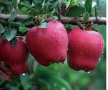 刚发芽的苹果苗一棵多少钱