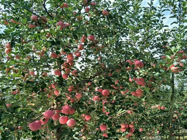 刚发芽的苹果苗新品种