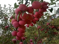 苹果苗木基地