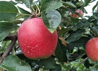苹果苗基地提高苹果苗栽种时的成活率小技巧