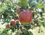 3公分苹果苗几月份成熟有哪些新品种