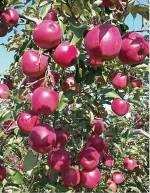 苹果苗种植技术