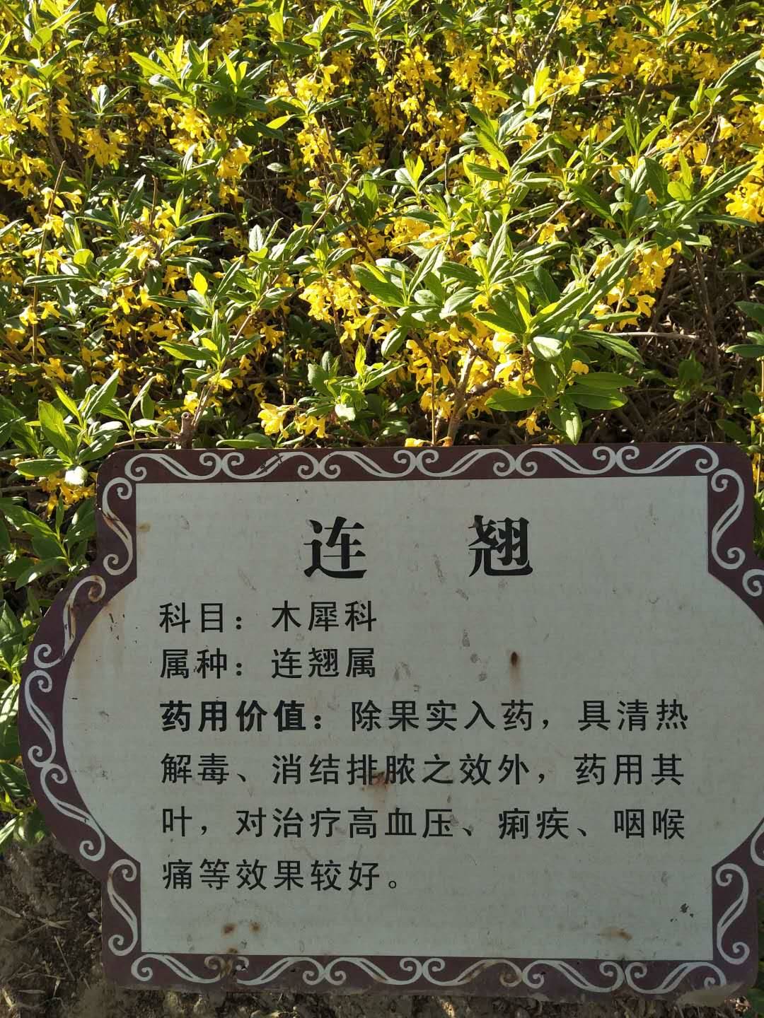 连翘的功效与作用