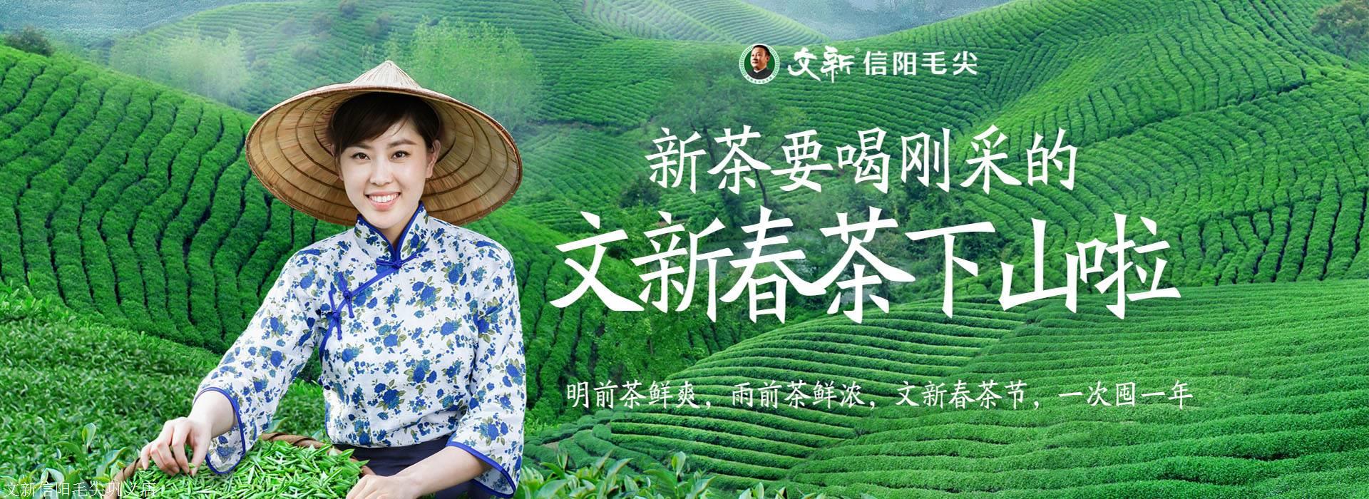 主营产品:文新信阳毛尖