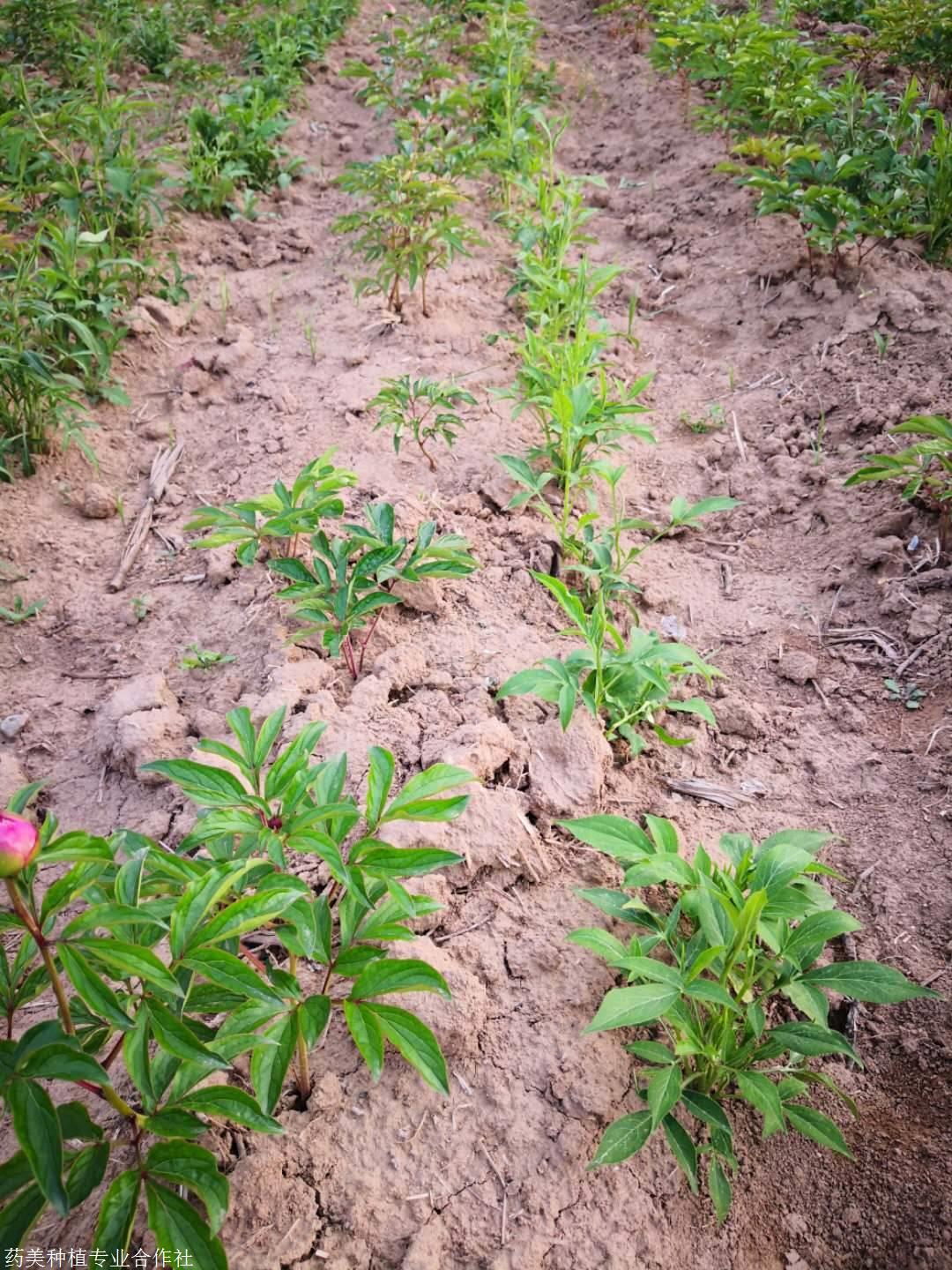 白芍种苗的病虫害管理田间管理