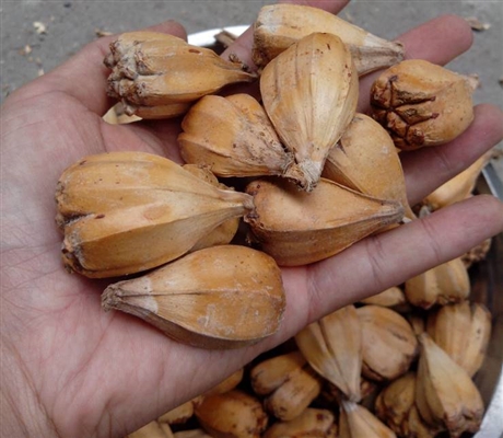 新闻泸县哪里有卖猪蹄甲多少钱一斤