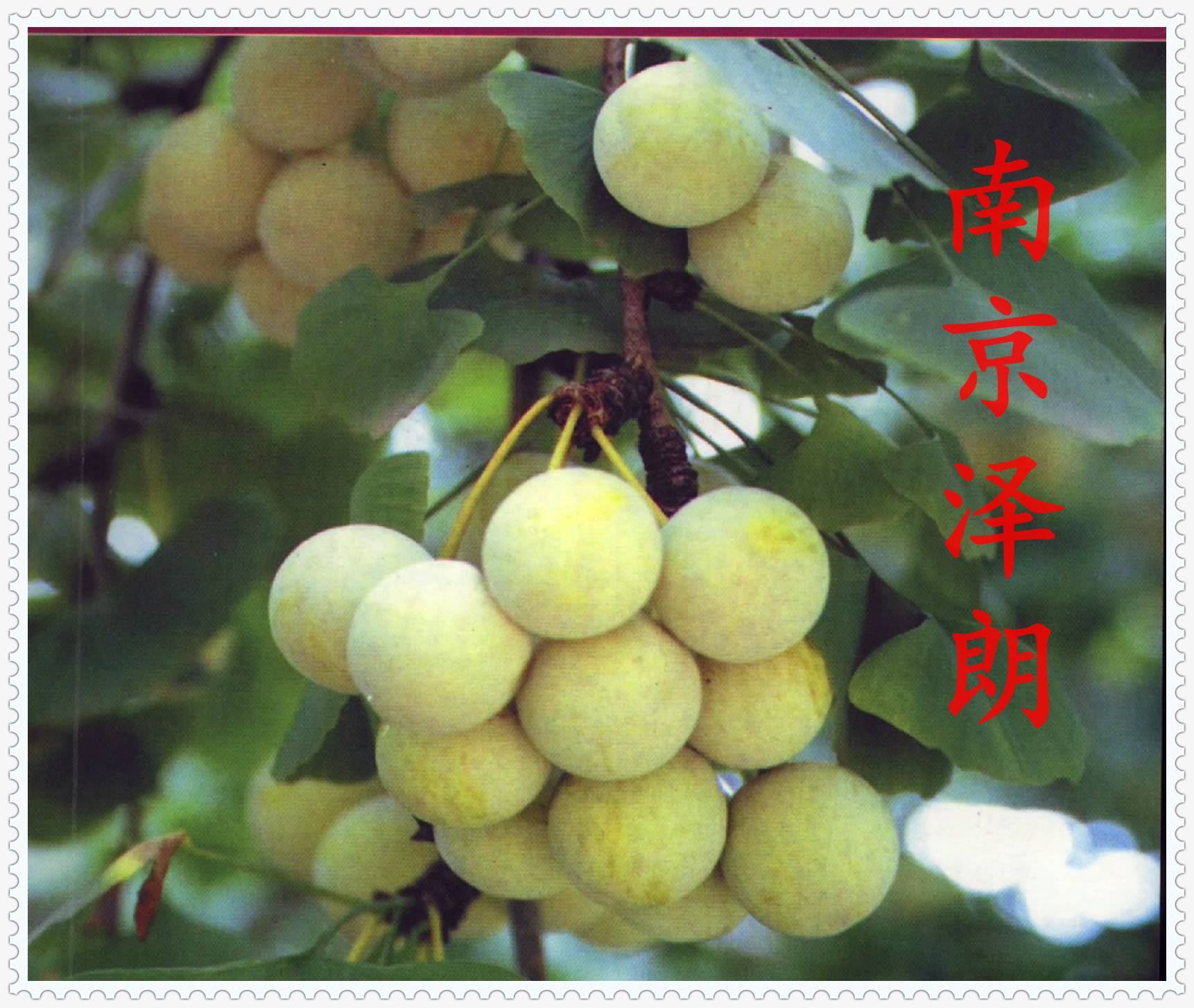 白果粉白果液体饮料OEM代加工
