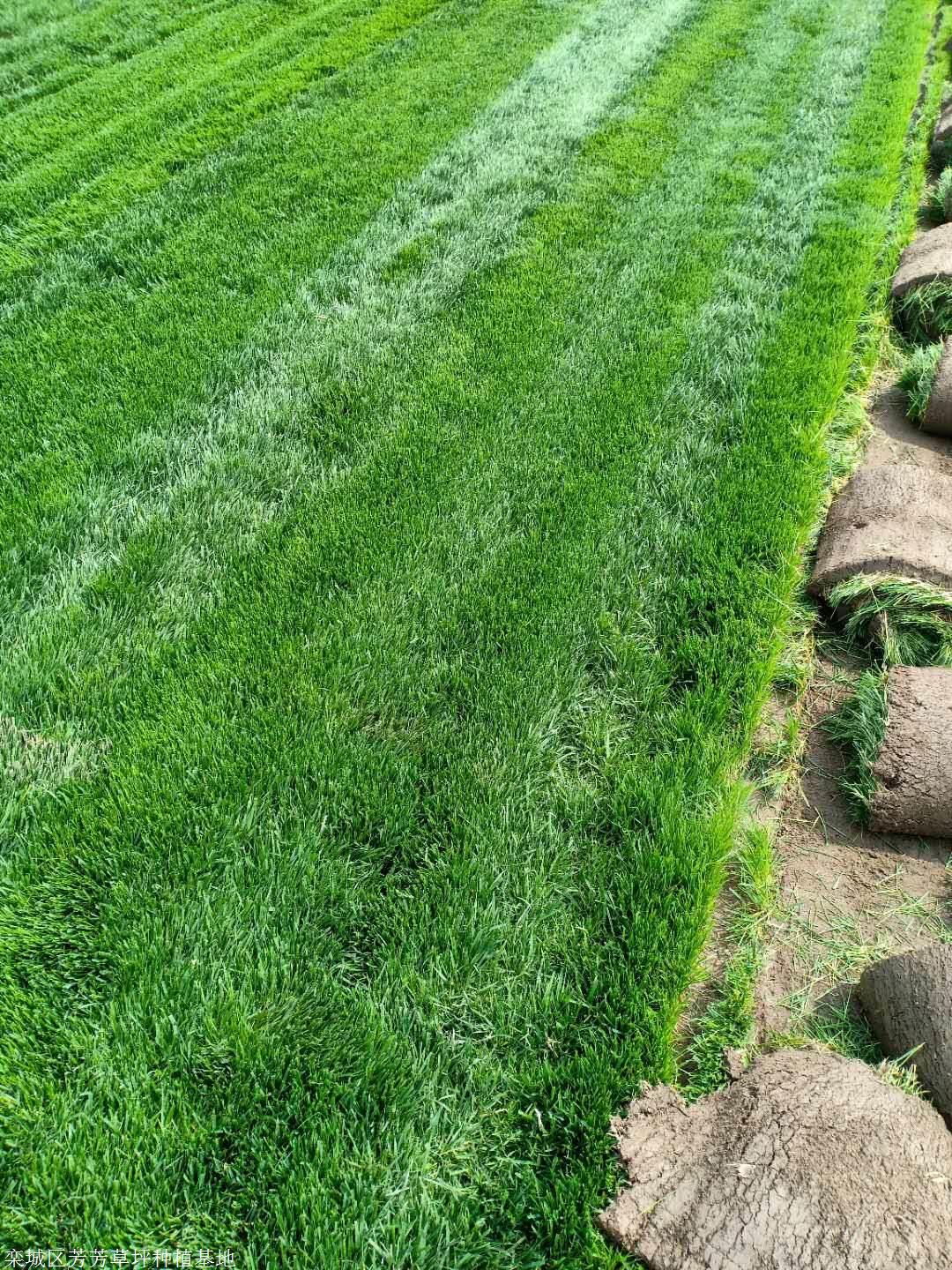 栾城区芳芳草坪种植基地 绿化草坪展厅 >石家庄草坪批发 价 格:订货量