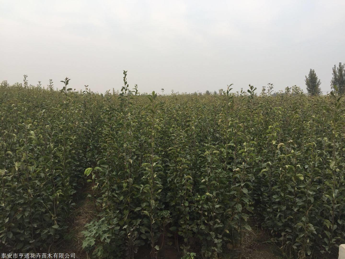 从开花期来看,四川汇丽,梨树一般在2月中旬开花,吉林延边在5月中旬