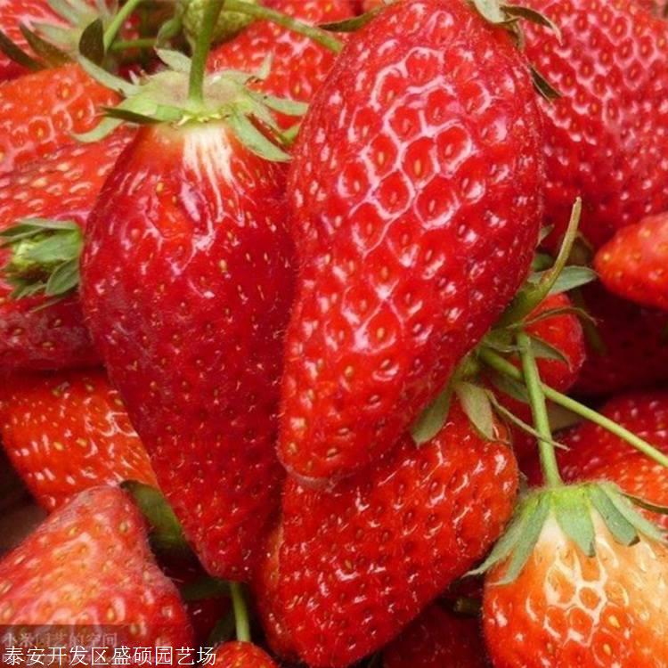 一代草莓苗新品种妙香七号草莓苗报价