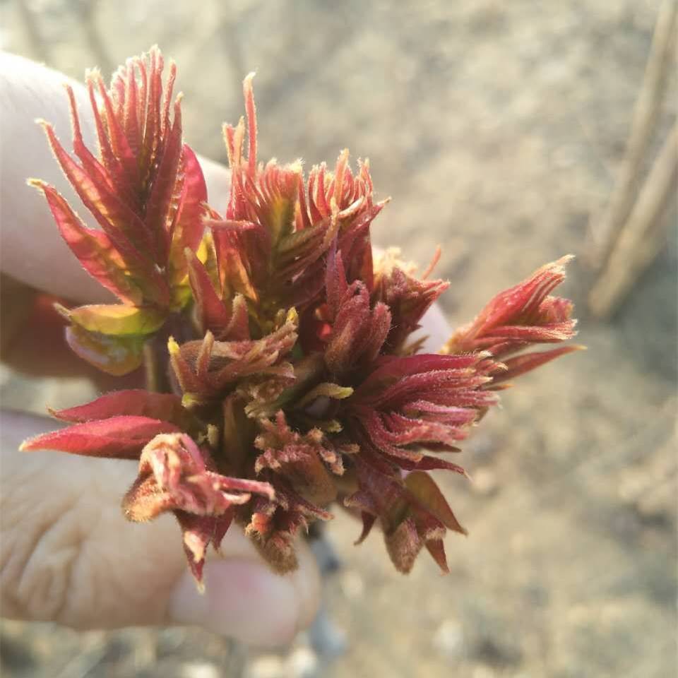 吉安四季香椿苗种植技术