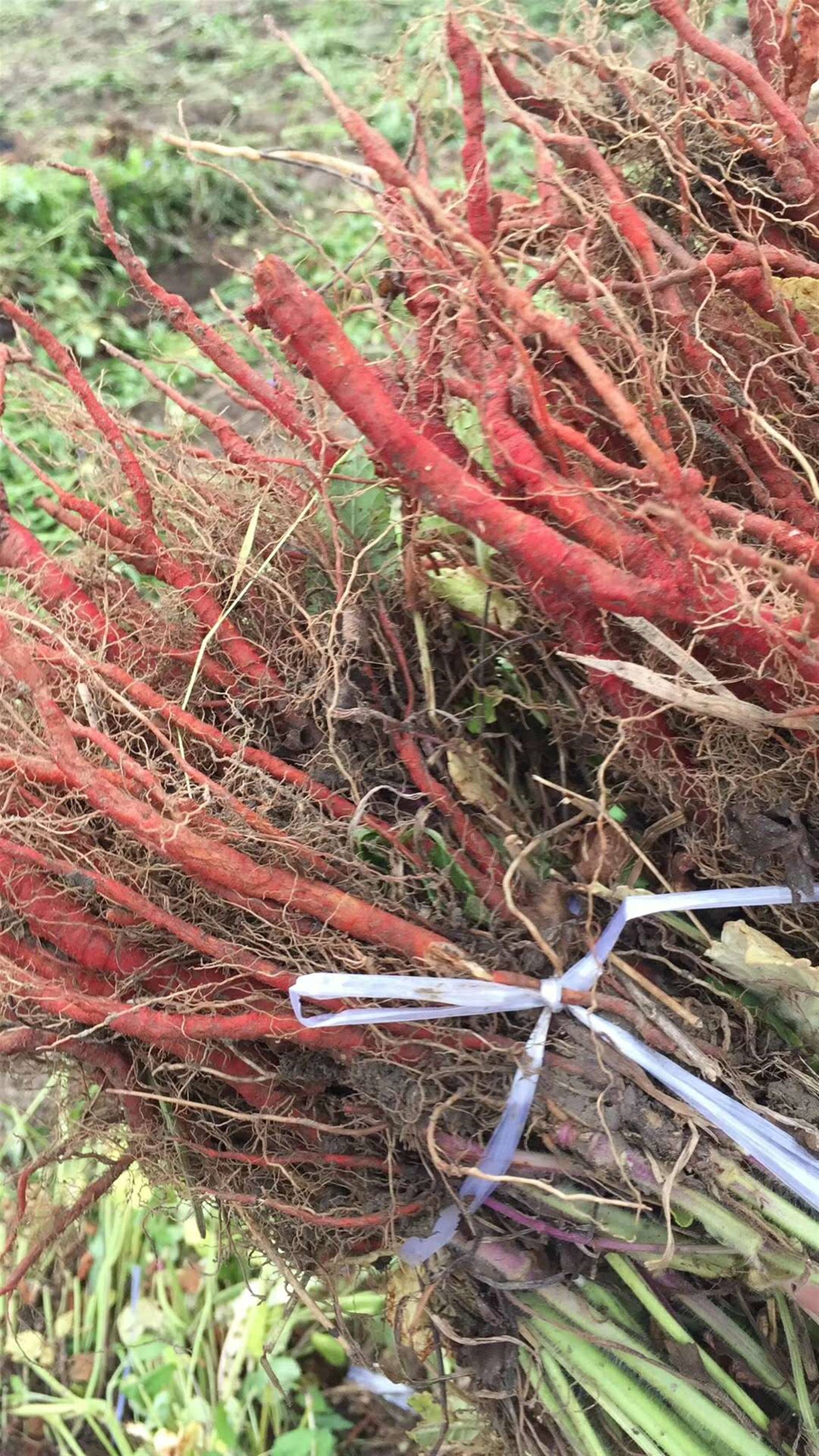 丹参种苗种植要点及适应地区