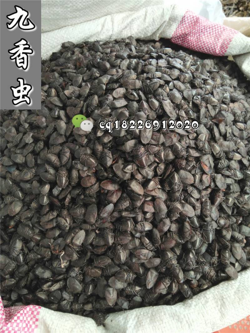 九香虫的功效与作用 昆虫动物类中药材药材批发