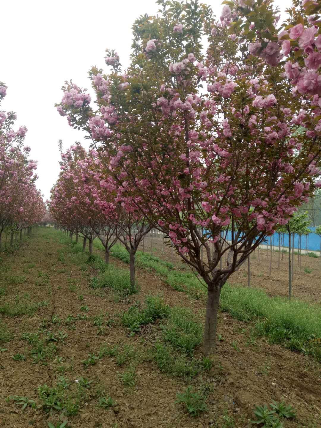 山东樱花苗木，山东樱花树苗，山东樱花价格