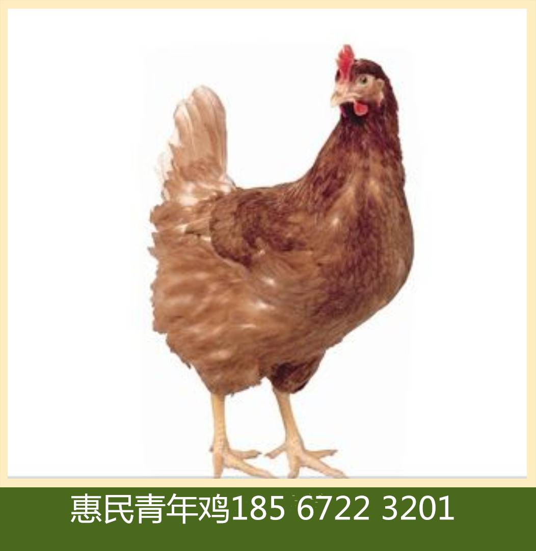 长治60天罗曼粉青年鸡厂家