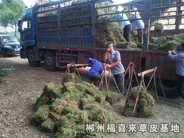 广东中山马尼拉草卷绿化草皮2019年行情报价图片