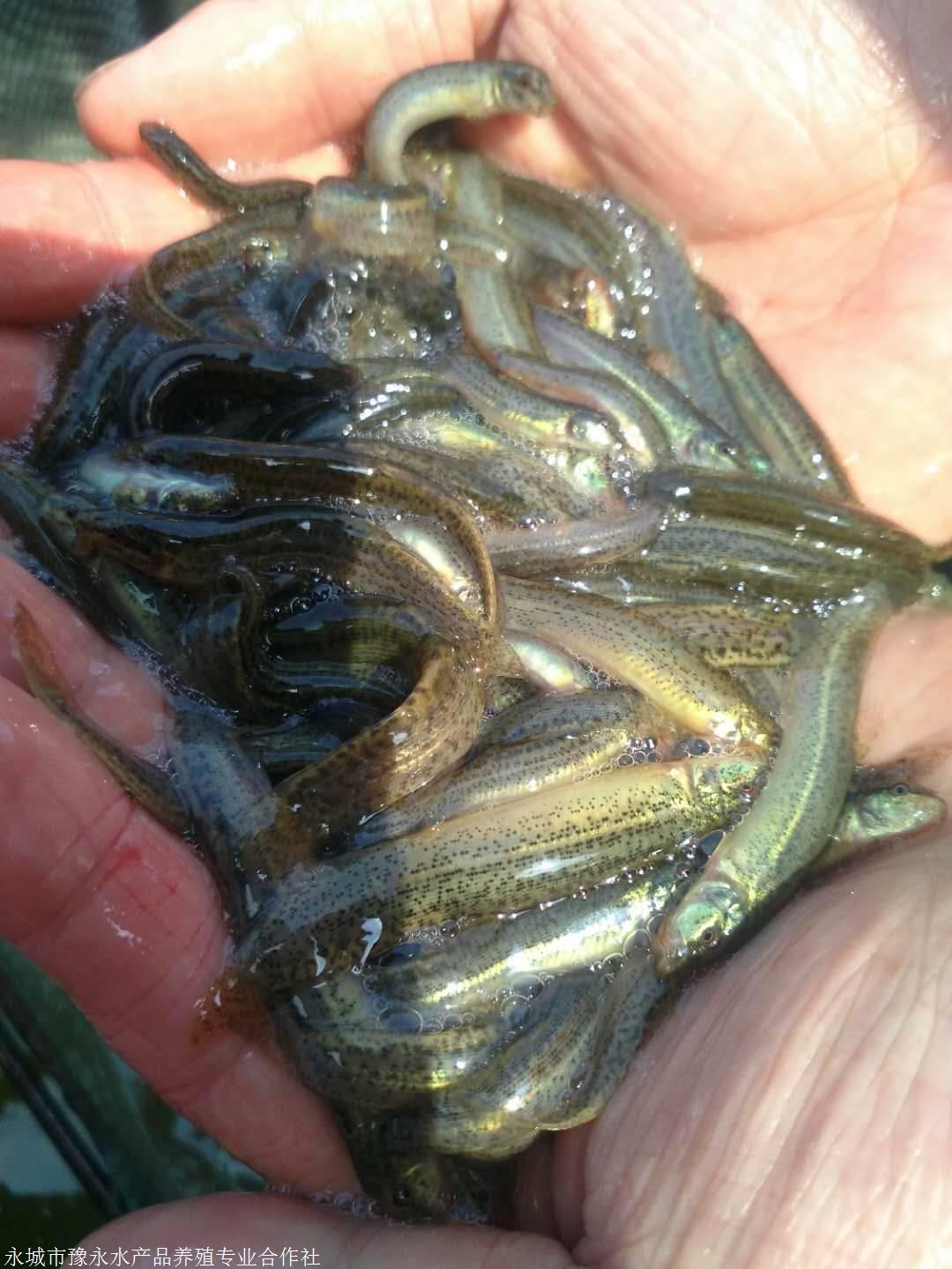 泥鳅苗买 黑龙江泥鳅苗在