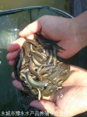 台湾泥鳅苗价格 黄金泥鳅苗价格