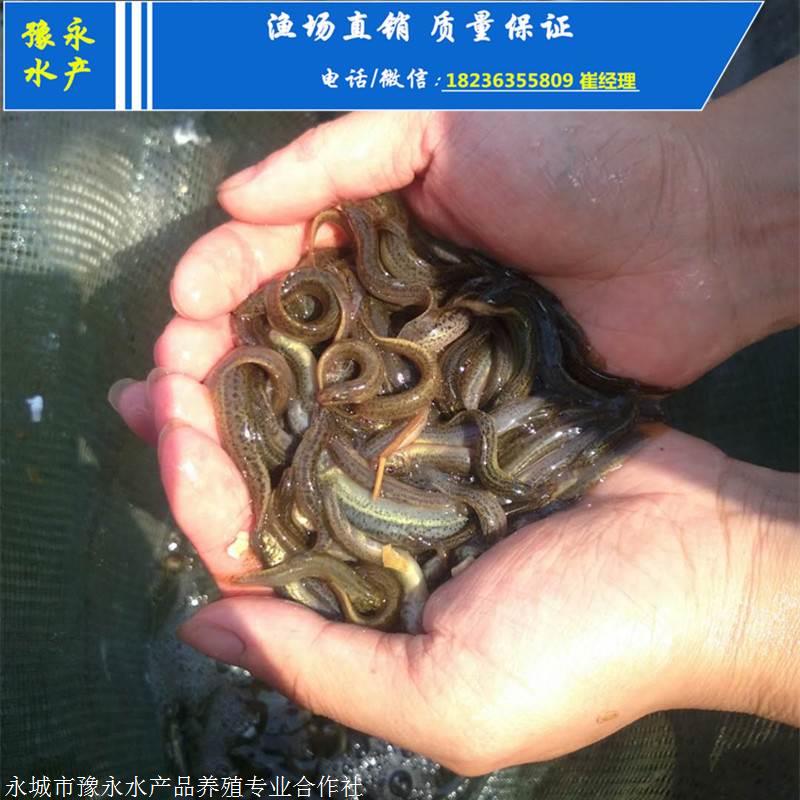 泥鳅苗一万尾的价格 湖北泥鳅苗在