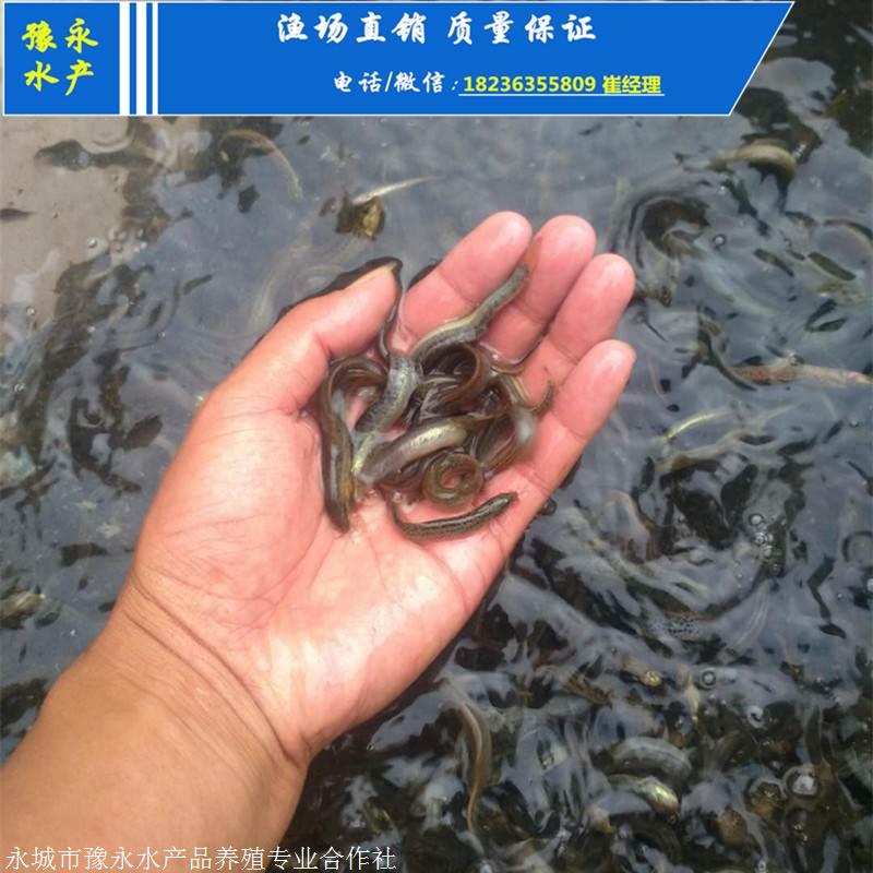 泥鳅苗技术 黑龙江泥鳅苗在