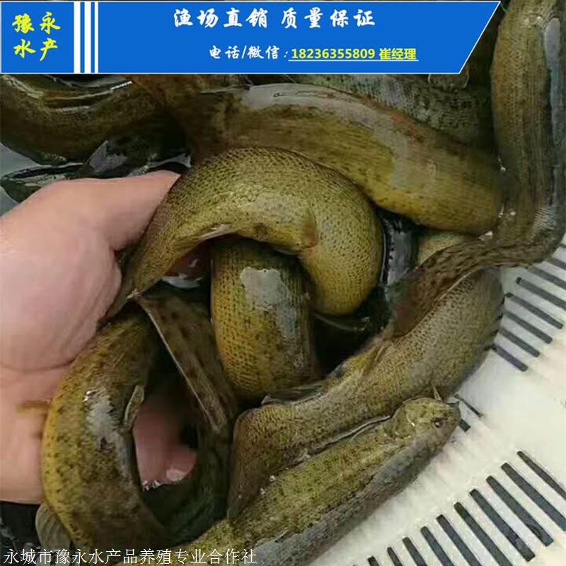 泥鳅苗价格 各种泥鳅苗的价格
