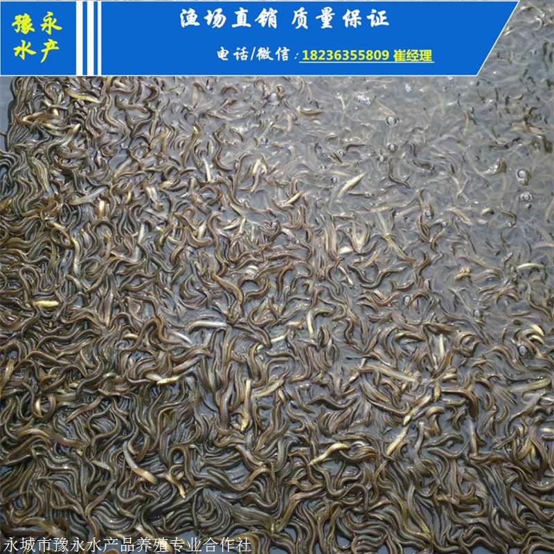 泥鳅苗基地 土泥鳅苗在